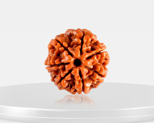 Divine Harmony Rudraksha – Shield of Lord Shiva